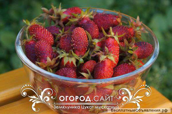 Земляника ремонтантная сорт Александрия почтой