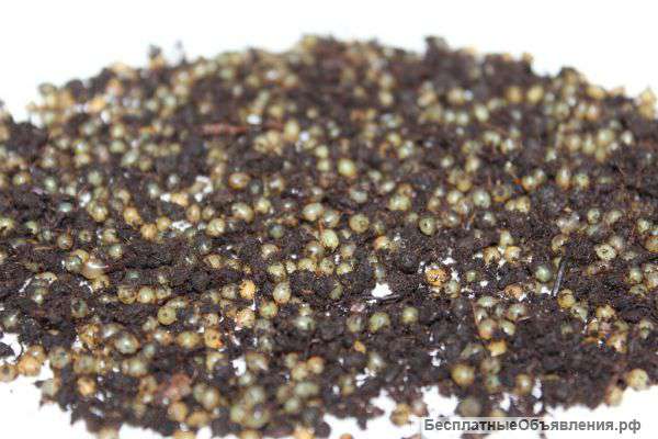 Коконы червя Дендробена