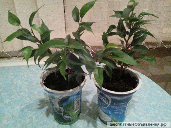 Фикус Бенджамина