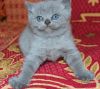 Британские котята