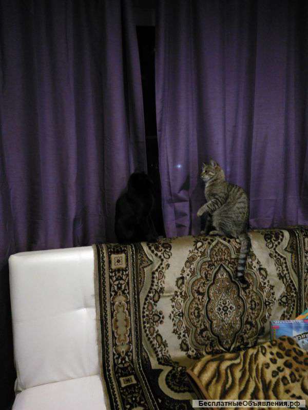 Передержка кошек