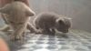 Котята британские