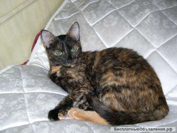 Отдам кошку в хорошие руки