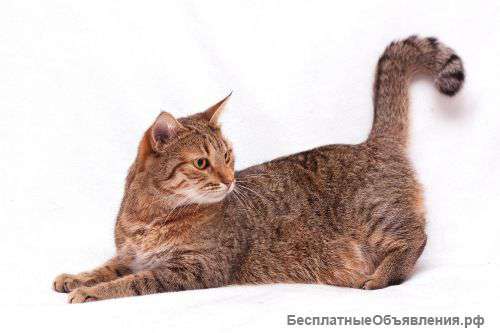 Кошка Бася в дар