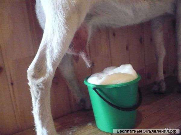 Козье молоко