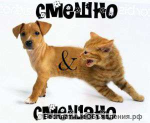Много шуток