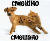 Много шуток