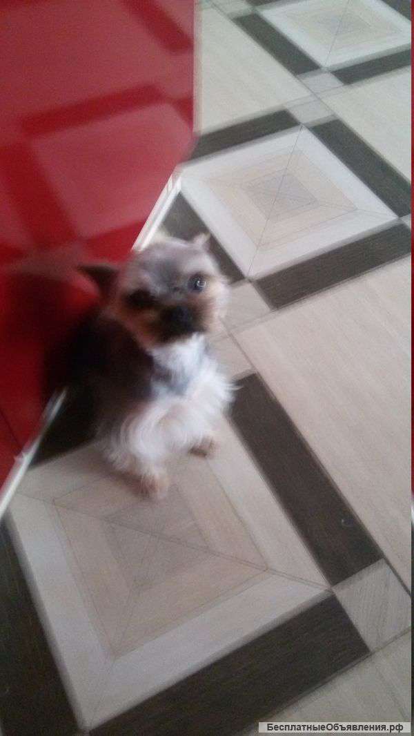 Йоркширский терьер в хорошие руки