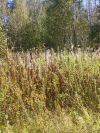 Участок в Лен.обл., 8 соток