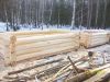 Сруб бани из Липы от производителя