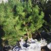 Сосны и ели саженцы с доставкой