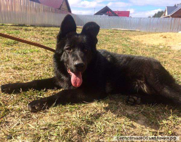 Щенок немецкой овчарки