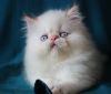 Персидский котик колор поинт