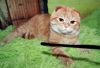 Чистокровные шотландские кошки