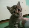 Котенок на счастье