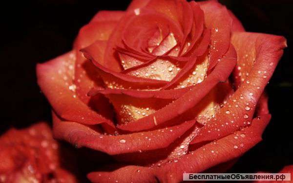 Требуются доярки