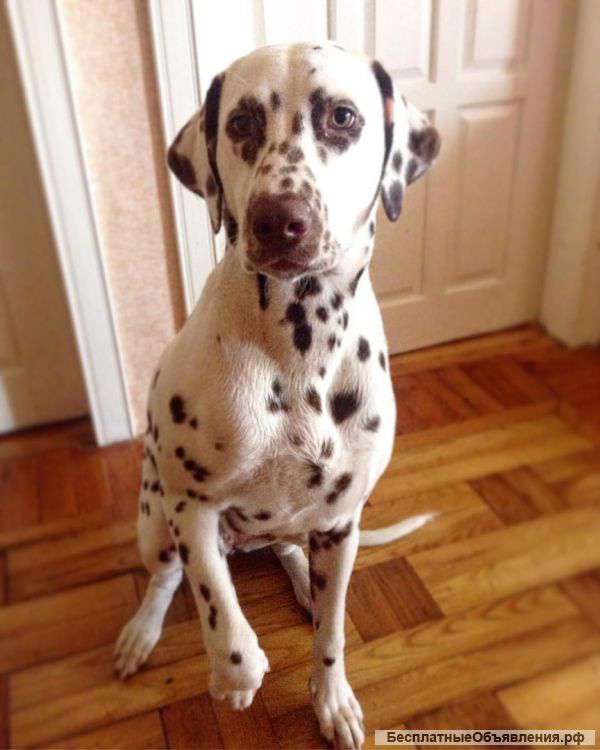 Далматин Ариэль