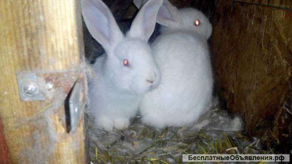 Крольчата на откорм