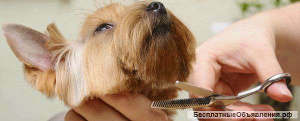 Курсы " Груминг" в Выборгском районе