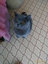 Отдам даром в добрые руки кошечку