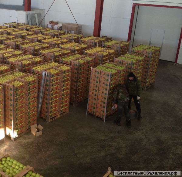 Яблоки, калибр 60-85. 1 и 2 сорт. Оптом напрямую со склада Производителя