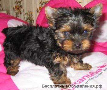 Щенки Йоркширского терьера