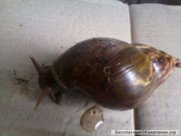 УлиткиАхатины