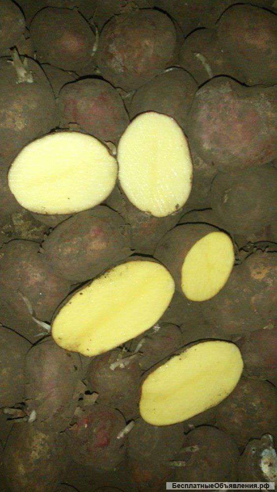 Семенной картофель оптом от производителя 10 р/кг