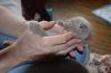 Котята ищут заботливых хозяев