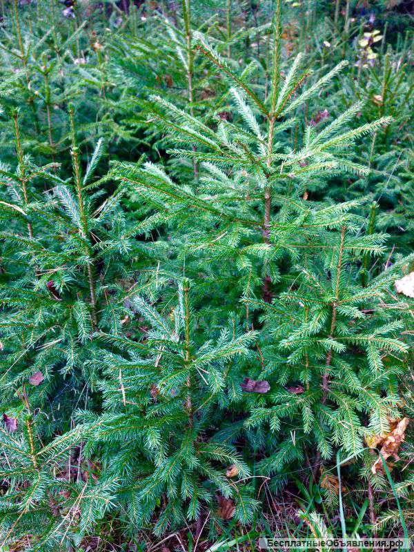 Саженцы ели