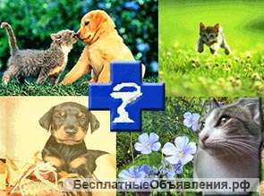 Ветклиника Zoohelp