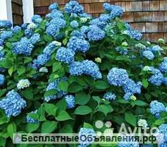 Гортензия крупнолистная Эндлесс Самме голубая