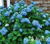 Гортензия крупнолистная Эндлесс Самме голубая