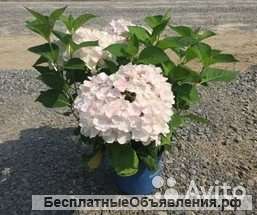 Гортензия крупнолистная Эндлесс Самме Зе Брайт