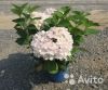 Гортензия крупнолистная Эндлесс Самме Зе Брайт