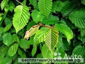 Граб обыкновенный саженец