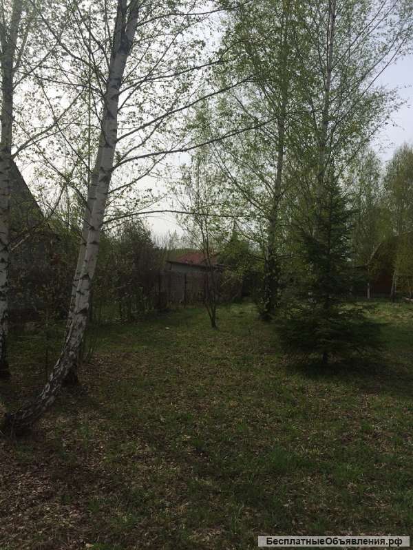 Участок с лесными деревьями у реки