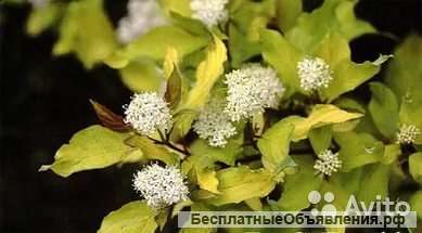 Дерен белый Ауреа саженец