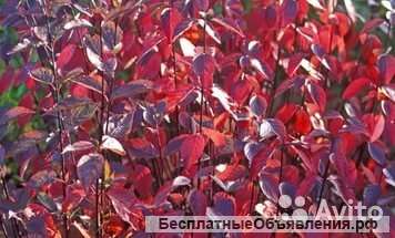 Дерен белый Кесселринги саженец