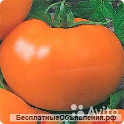 Томат оранжевый Гигант рассада
