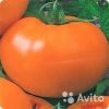Томат оранжевый Гигант рассада
