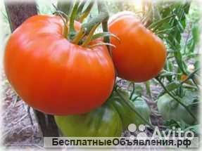 Томат Алтайский оранжевый рассада