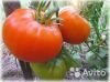 Томат Алтайский оранжевый рассада