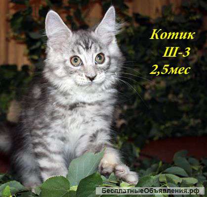 Мейн Кун для Вас