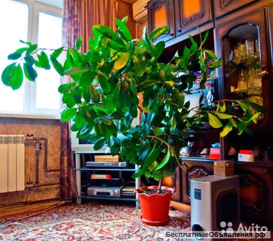 Роскошный фикус