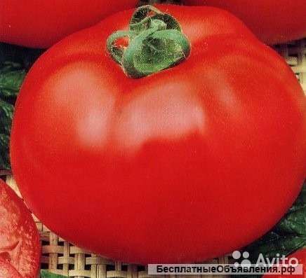 Томат волгоградский рассада