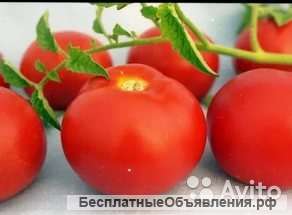 Томат Агата рассада