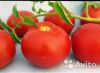 Томат Агата рассада