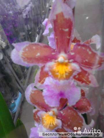 Орхидея Камбрия гибрид 11
