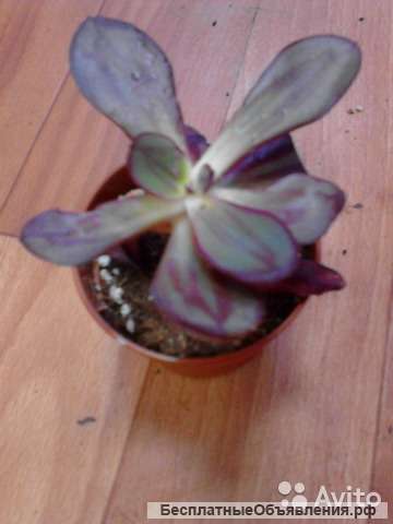 Эхеверия нодулоза